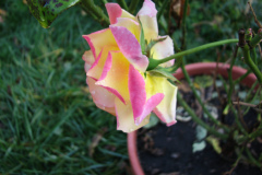 Roses-Misc-427