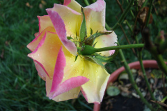 Roses-Misc-428