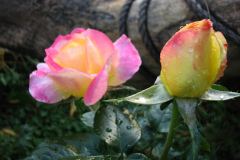 Roses-Misc-430
