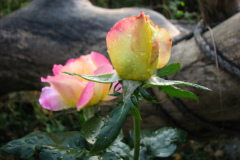 Roses-Misc-434
