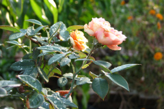 Roses-Misc-440