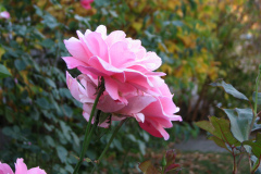 Roses-Misc-445