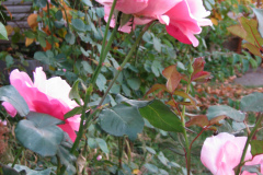 Roses-Misc-449