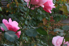 Roses-Misc-450