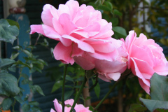 Roses-Misc-451