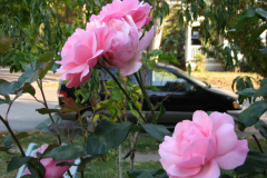 Roses-Misc-454