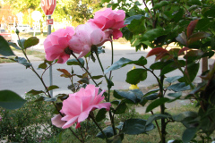 Roses-Misc-456