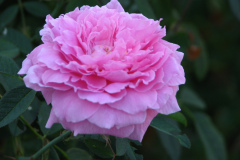 Roses-Misc-458