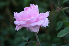 Roses-Misc-459