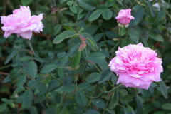 Roses-Misc-461