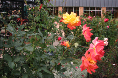 Roses-Misc-51