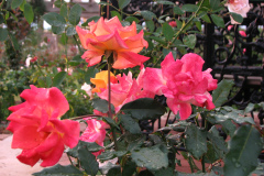 Roses-Misc-53