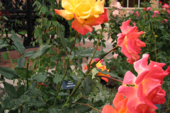 Roses-Misc-55