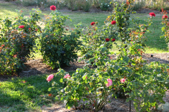 Roses-Misc-58