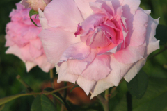 Roses-Misc-62
