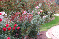 Roses-Misc-64