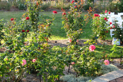 Roses-Misc-65