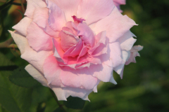 Roses-Misc-69
