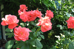 Roses-Misc-7