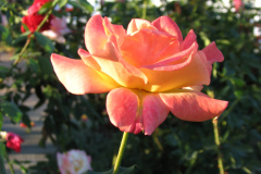 Roses-Misc-70