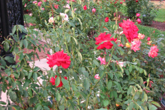 Roses-Misc-72