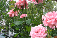 Roses-Misc-74