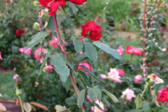 Roses-Misc-75