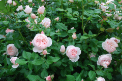 Roses-Misc-8
