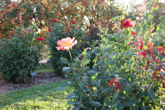 Roses-Misc-80
