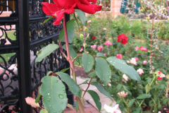 Roses-Misc-81