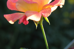 Roses-Misc-82