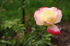 Roses-Misc-83