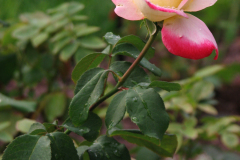 Roses-Misc-85