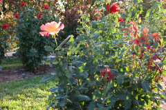 Roses-Misc-86