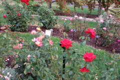 Roses-Misc-89
