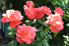 Roses-Misc-9