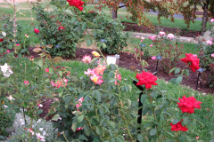 Roses-Misc-90