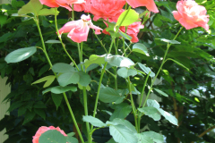 Roses-Misc-92