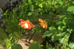 Roses-Orange-and-Pink-May-2023-14