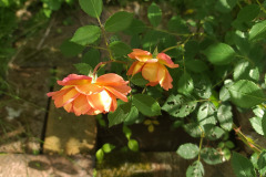 Roses-Orange-and-Pink-May-2023-7