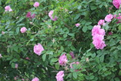Roses-Our-Front-Yard-5-2017-10