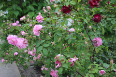 Roses-Our-Front-Yard-5-2017-81