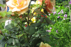 Roses-Peach-32