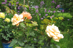 Roses-Peach-64