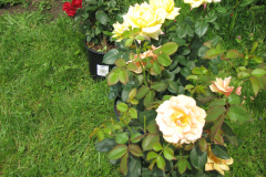 Roses-Peach-93