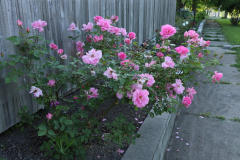 Roses-Pink-6