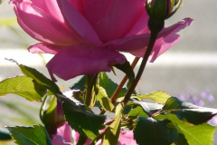 Roses-Pink-Downtown-17