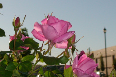 Roses-Pink-Downtown-2