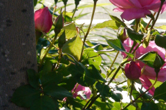 Roses-Pink-Downtown-20