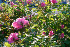 Roses-Pink-Downtown-35